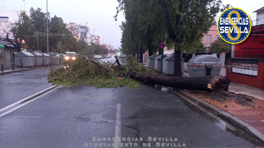 El viento derriba un árbol en Marqués de Pickman en otra jornada caótica