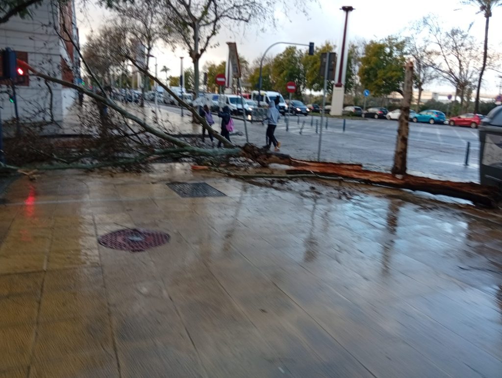 Una mujer herida tras caer una palmera sobre su coche en la Avenida de Kansas City