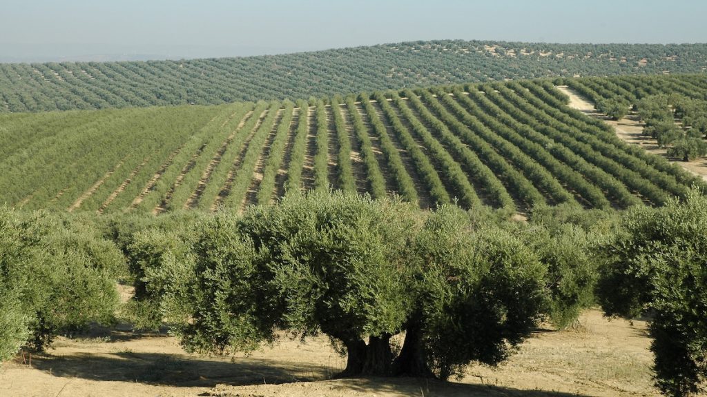 Cuatrocientos tractores recorren Sevilla contra el acuerdo UE-Mercosur