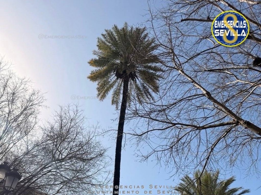 Tusam desvía las líneas 13 y 14 del Duque por el peligro de una palmera