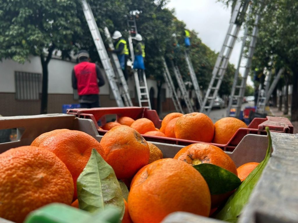 El Ayuntamiento retira 1,8 millones de kilos de naranja amarga pese a 21 días consecutivos de lluvia