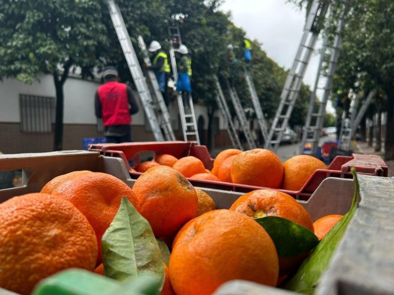 Campa&ntilde;a de recogida de naranjas en Sevilla 2026 - Ayuntamiento de Sevilla.