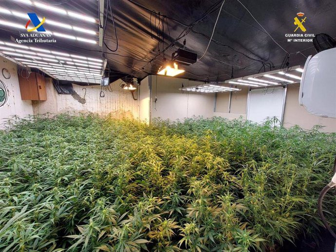 La Guardia Civil desmantela un cultivo de marihuana en Osuna con 757 plantas incautadas
