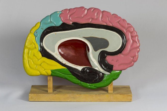 La Universidad de Sevilla acoge una decena de actividades por la Semana Mundial del Cerebro