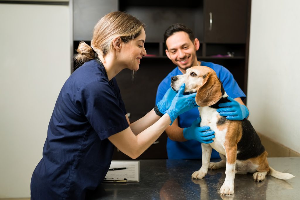 Técnico Veterinario en Sevilla: 2 plazas con contrato de interinidad