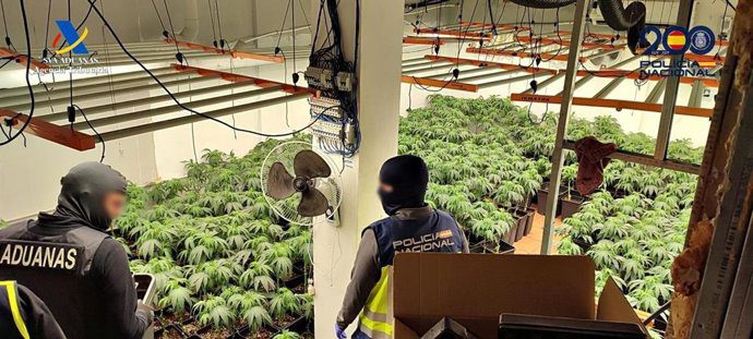 Desmantelados dos cultivos de marihuana en Dos Hermanas con 2.028 plantas intervenidas