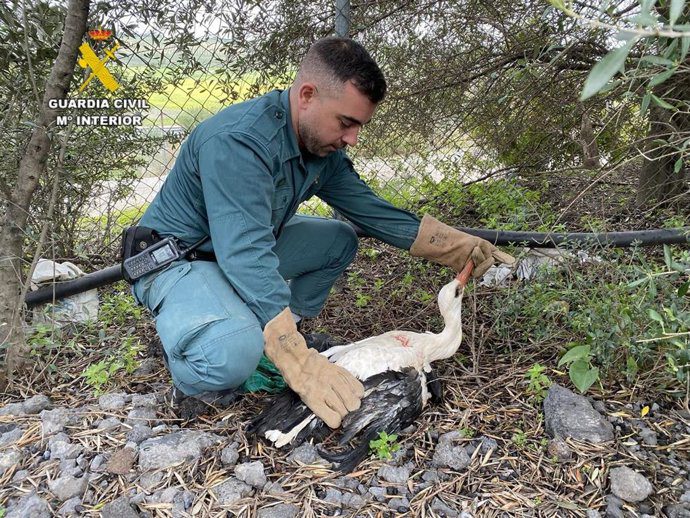 La Guardia Civil rescata dos aves protegidas heridas en La Puebla y Cantillana