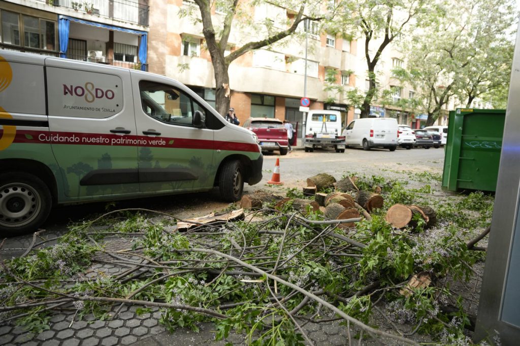 Un árbol caído corta la calle Amador de los Ríos en Sevilla durante casi dos horas