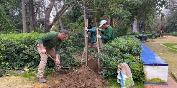 Sevilla planta 450 árboles y 2.400 arbustos para restaurar el diseño histórico del Parque de María Luisa