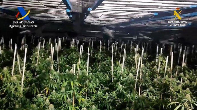 12 detenidos y más de 2.700 plantas de marihuana incautadas en Osuna
