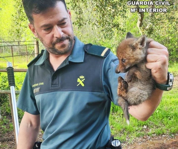 La Guardia Civil rescata a dos cachorros de zorro de un foso de 1,5 metros en Constantina