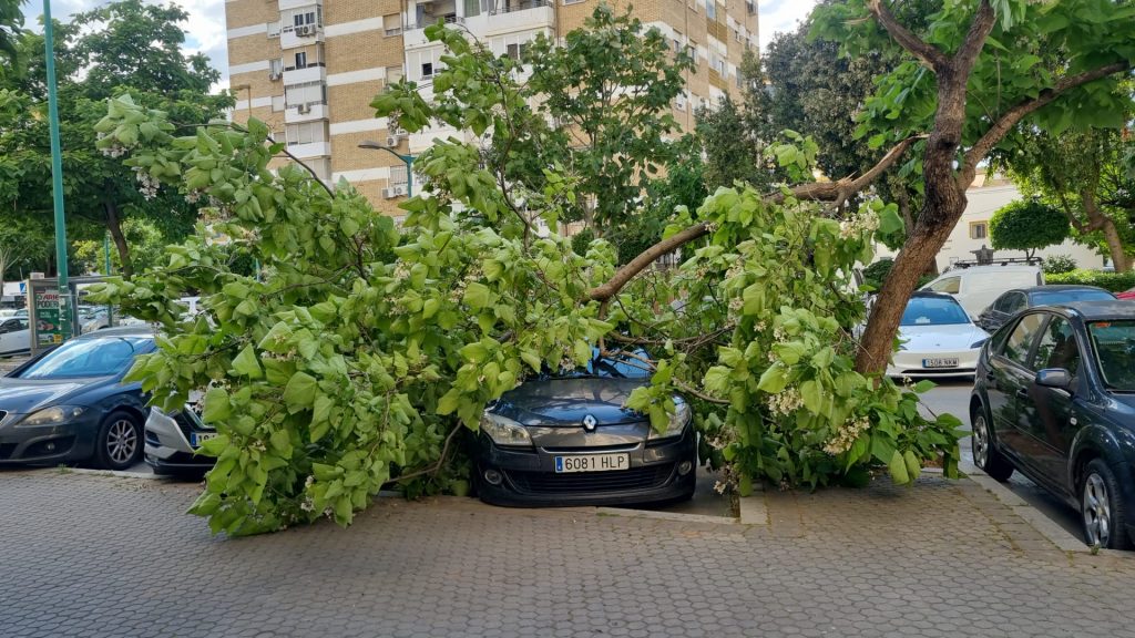 Un árbol cae por los fuertes vientos en la avenida Sánchez Pizjuán de la Macarena sin causar heridos