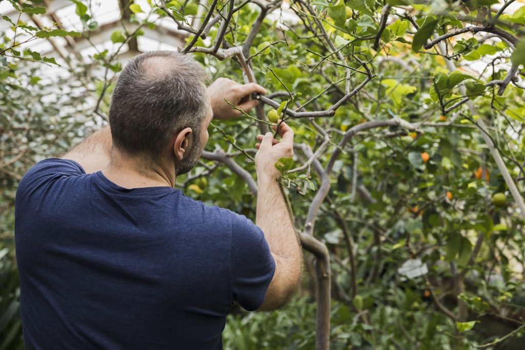 Podador de olivos en Mairena del Alcor con contrato temporal