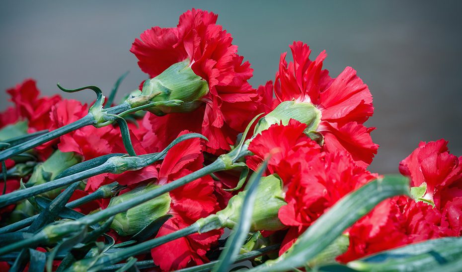 Sevilla, segunda provincia andaluza en claveles, acoge una reunión clave del sector de la flor