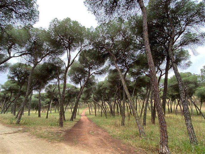 Alcalá de Guadaíra mantiene el control fitosanitario en 25 hectáreas de pinares contra el 'tomicus'