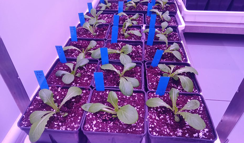 Investigación andaluza logra un bioabono que eleva un 60% la producción agrícola en sequía