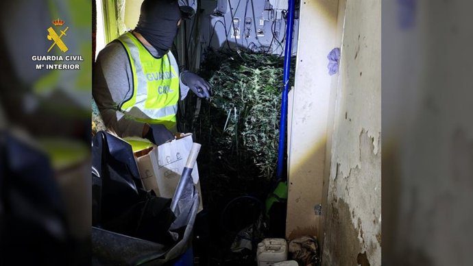 Tres detenidos y 444 plantas de marihuana desmanteladas en Las Cabezas (Sevilla)