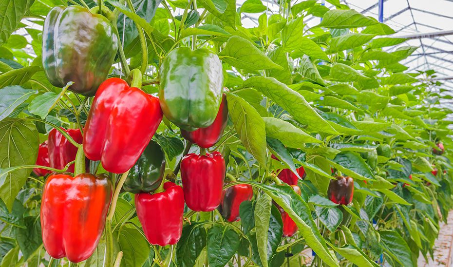 Sevilla supera los 574 millones en exportaciones agroalimentarias hasta febrero