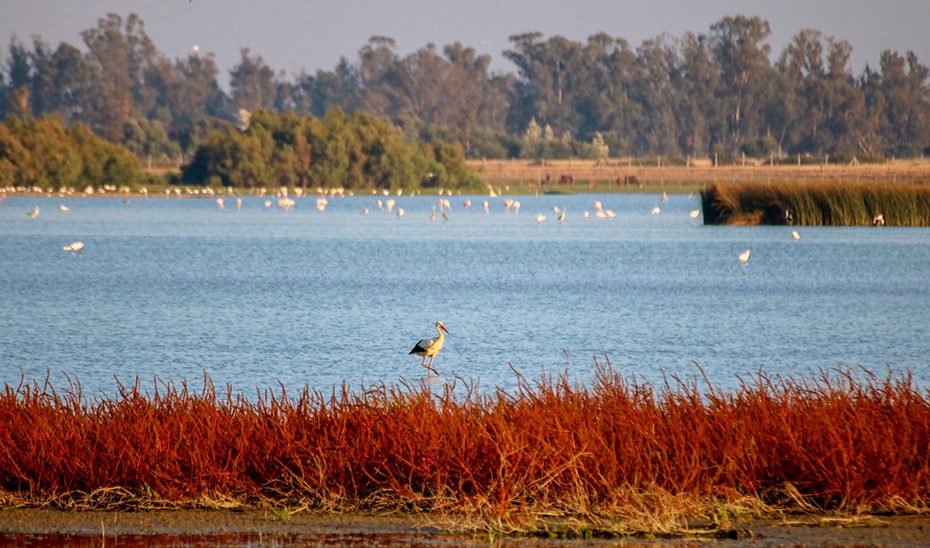 Sevilla cuenta con 177.476 hectáreas de Red Natura 2000 en Sierra Morena, líder andaluza