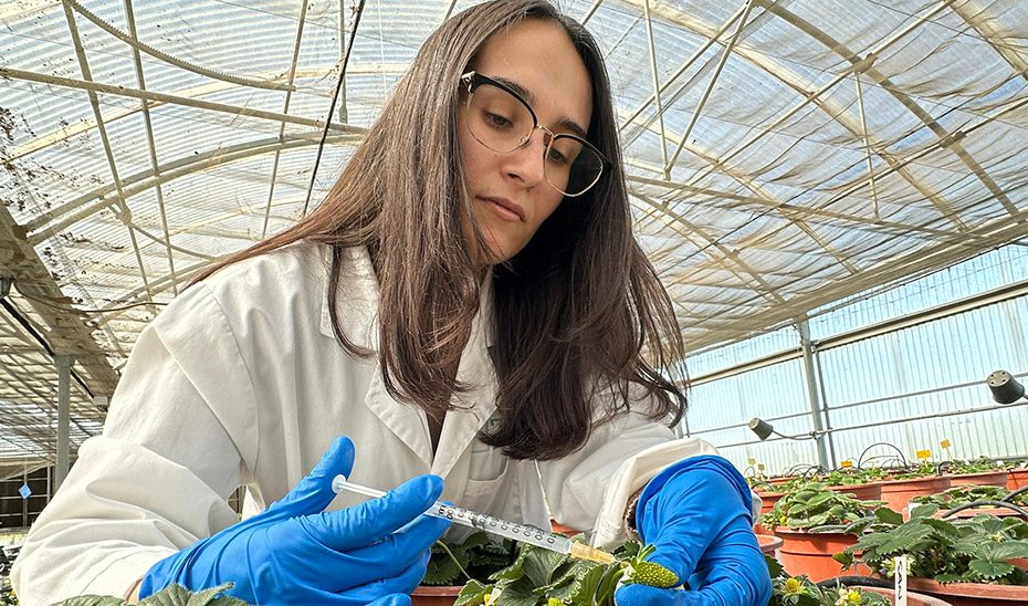 Investigación andaluza reduce de 12 a 4 años el desarrollo de fresas más sabrosas y resistentes al clima
