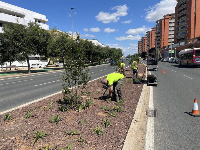 Sevilla invierte 207.726 euros en renovar la mediana de la avenida de Jerez