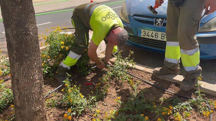 Sevilla finaliza la plantación de 1.415 arbustos y un sistema de riego en la avenida de El Greco