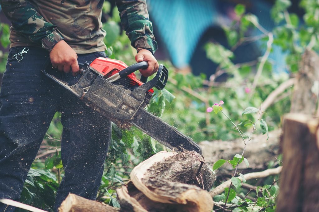 Especialista Forestal con Discapacidad en Marchena