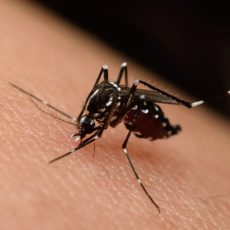 La Puebla del Río registra alta densidad de mosquitos transmisores del Nilo Occidental