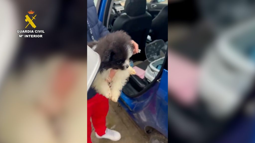 Desarticulada en Ávila una red de venta de cachorros que estafó 146.000 euros a 636 personas en España