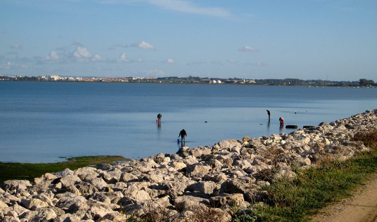 La Junta abre plazo para renovar licencias de mariscadores de C&aacute;diz, Huelva y Sevilla