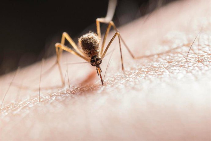 La Rinconada: el PP exige un plan de choque urgente contra los mosquitos por el riesgo del Virus del Nilo