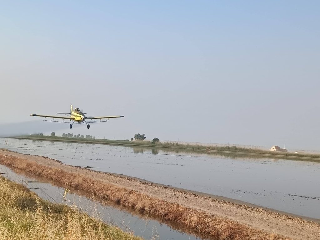 La Diputación fumiga 6.500 hectáreas de arrozal en Sevilla contra el mosquito del Nilo