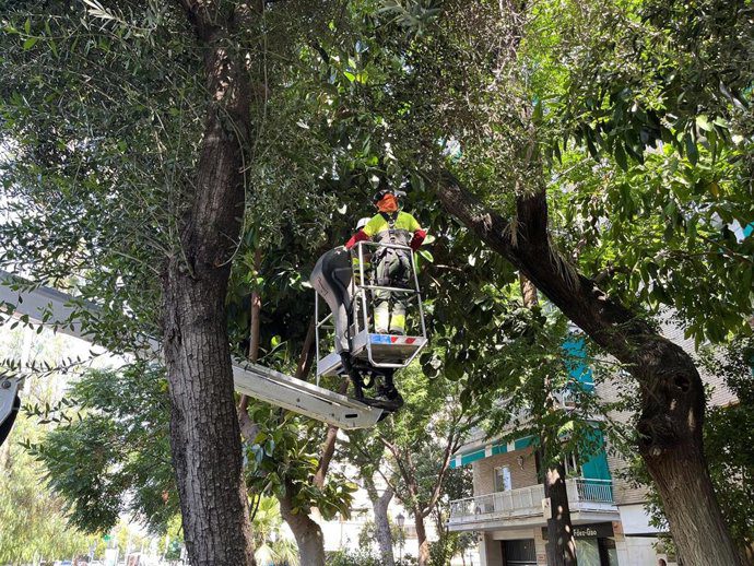 El Ayuntamiento de Sevilla inspeccionará 12.200 árboles este verano por seguridad