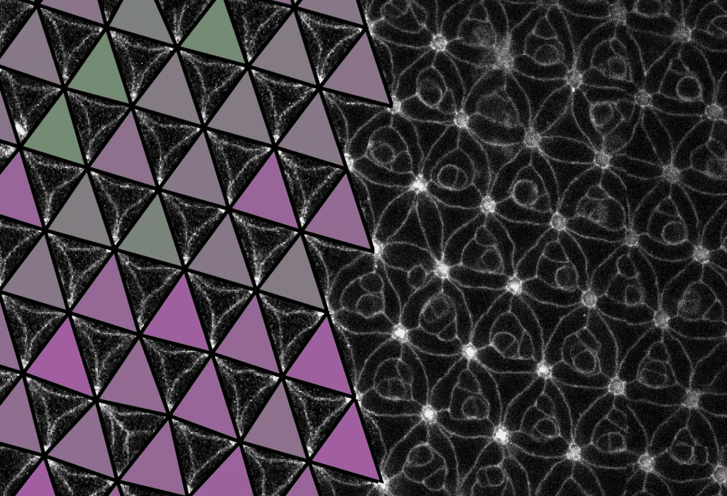 Científicos de la US y el IBiS descubren el primer metamaterial natural programable en el ojo de la mosca