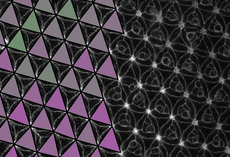 Cient&iacute;ficos de la US y el IBiS descubren el primer metamaterial natural programable en el ojo de la mosca