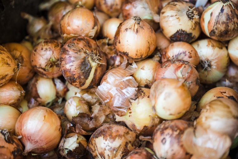 El campo de Sevilla se harta y deja miles de kilos de cebolla por precios ruinosos