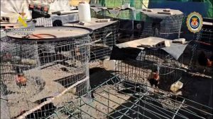 Desmantelados dos centros clandestinos con 88 gallos de pelea en El Vacie