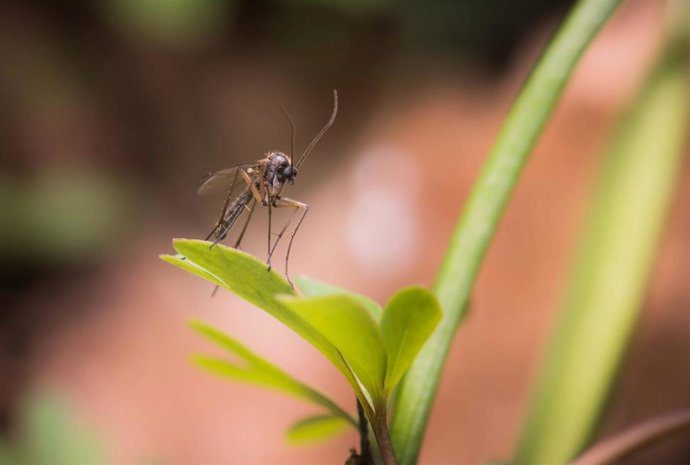 La Junta declara a San Juan de Aznalfarache en alerta por el virus del Nilo; 13 municipios sevillanos afectados