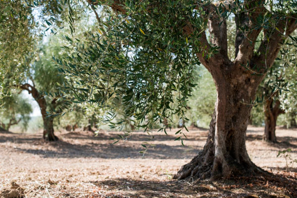 El campo andaluz se prepara para una nueva era Trump: el fantasma de los aranceles amenaza exportaciones récord a EE.UU.