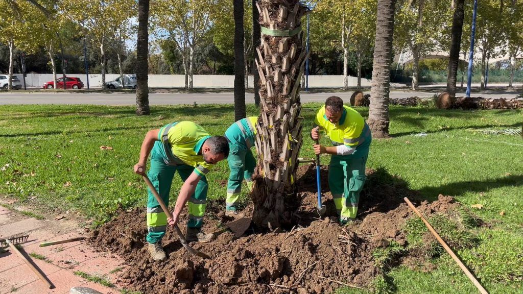 Sevilla suma 495 palmeras en cinco meses con una inversión de 150.000 euros