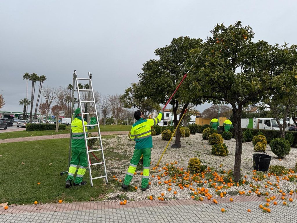 Dos Hermanas retira la naranja amarga del viario público hasta la primavera