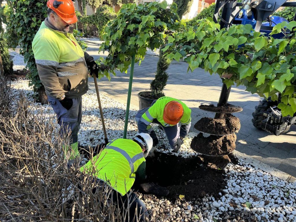 El Distrito Norte recibe 1.299 nuevos árboles en la mayor plantación de Sevilla