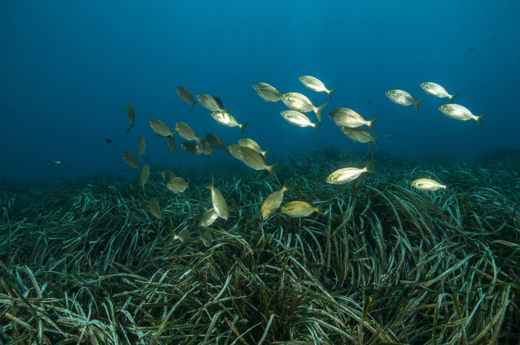 Andalucía monitoriza 71 kilómetros cuadrados de praderas de posidonia oceánica