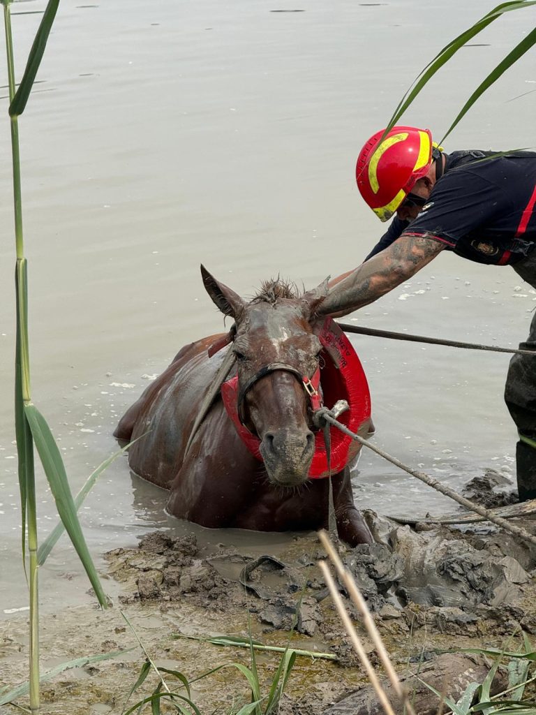 Bomberos del Aljarafe rescatan a un caballo en el río Guadaíra de Coria del Río tras casi dos horas